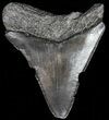 Fossil Megalodon Tooth - South Carolina #52981-1